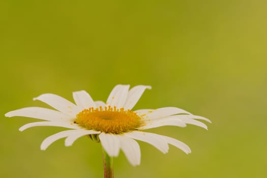 single chamomile flower on blurry green background