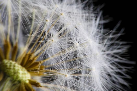 close-up of a white fluffy dandelion on black background