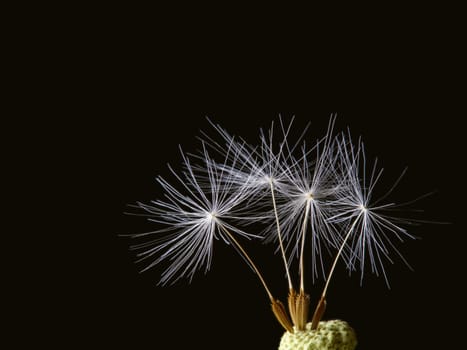 Four dandelion seeds on black background