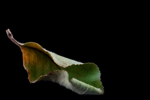 single dry green leaf isolated on black background