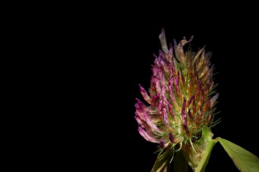 single withering clover flower on black background