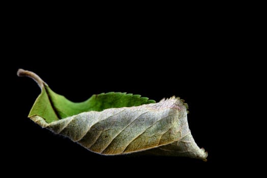 single dry green leaf isolated on black background