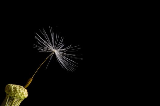 close-up of a dandelion with one seed left