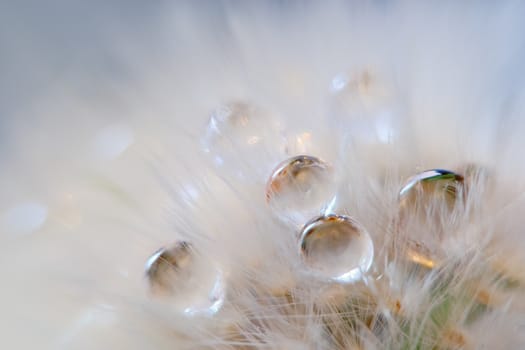 Close-up of a dandelion with water droplets