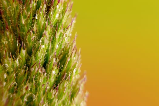 green fluffy wild grass with water droplets