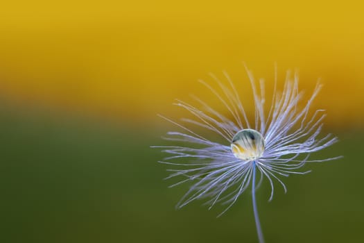 close-up of a single dandelion seed with a droplet inside