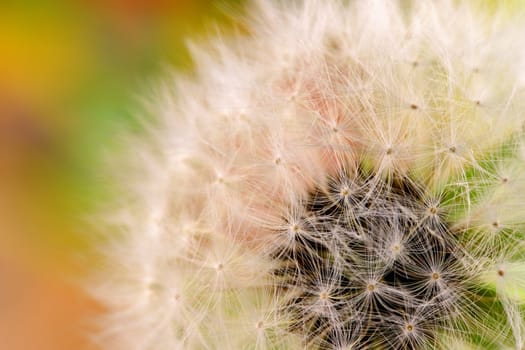 close-up of a white fluffy dandelion