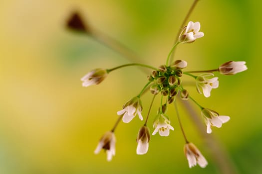 bunch of small white wildflowers