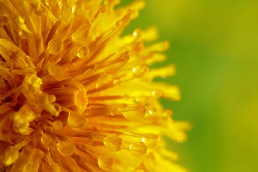 Close-up of a dandelion with water droplets