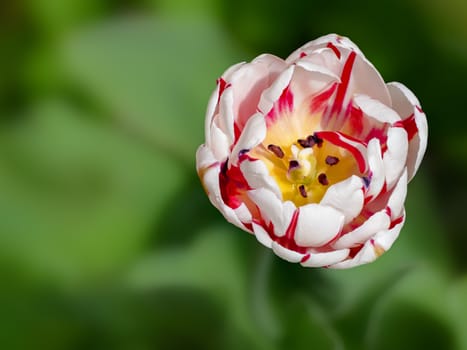 close-up of a single red and white tulip on a green background