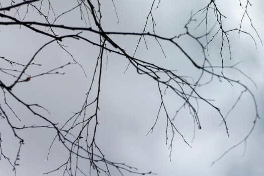 tree branches with sky and clouds