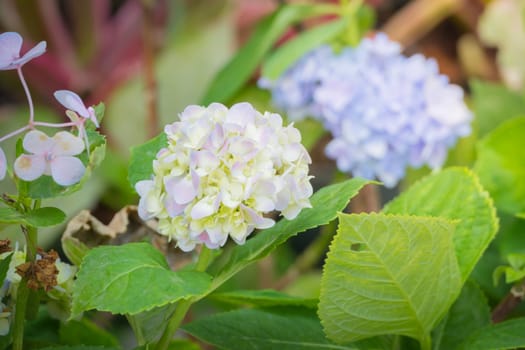 The background image of the colorful flowers, background nature