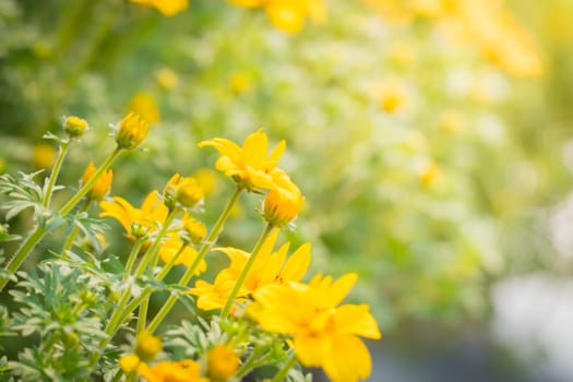 The background image of the colorful flowers, background nature