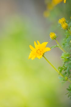 The background image of the colorful flowers, background nature
