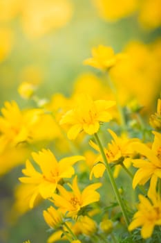 The background image of the colorful flowers, background nature