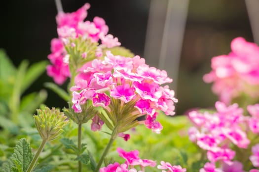 The background image of the colorful flowers, background nature