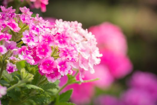 The background image of the colorful flowers, background nature