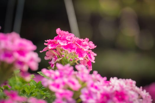 The background image of the colorful flowers, background nature