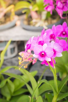 The background image of the colorful flowers, background nature