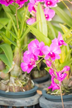 The background image of the colorful flowers, background nature