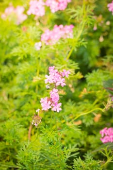 The background image of the colorful flowers, background nature