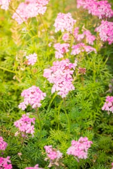 The background image of the colorful flowers, background nature