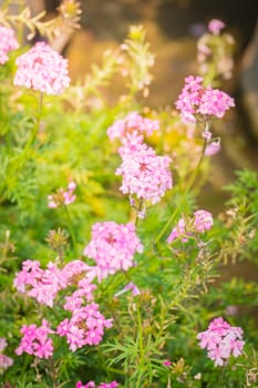 The background image of the colorful flowers, background nature