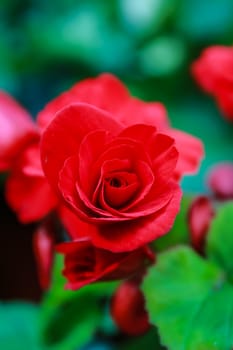 Pattern of beautiful natural  begonia flowers texture full blooming in flower garden for background and wallpaper, soft focus