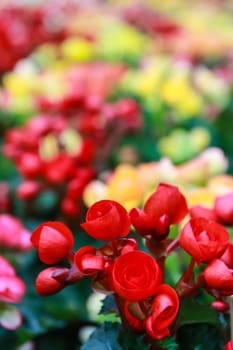 Pattern of beautiful natural  begonia flowers texture full blooming in flower garden for background and wallpaper, soft focus