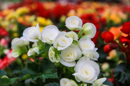 Pattern of beautiful natural  begonia flowers texture full blooming in flower garden for background and wallpaper, soft focus