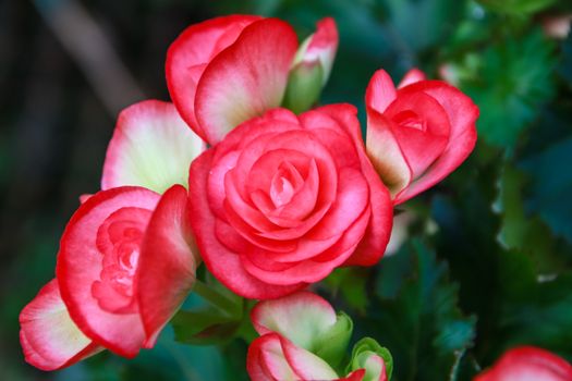 Pattern of beautiful natural  begonia flowers texture full blooming in flower garden for background and wallpaper, soft focus