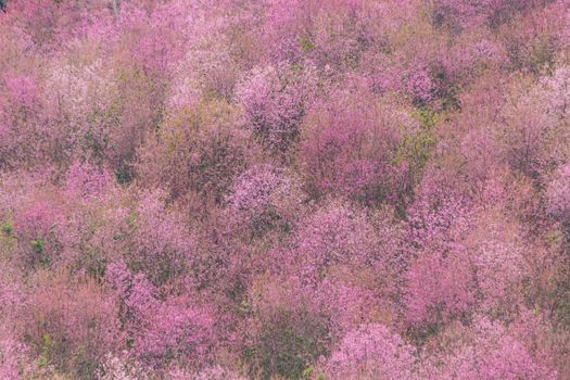 Beautiful Flower queen tiger Sakura , Cherry blossom Background at Phu Lom Lo , Loei and Phirsanulok, Thailand