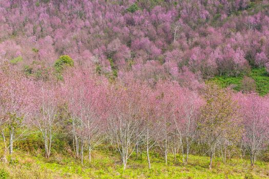 Beautiful Flower queen tiger Sakura , Cherry blossom Background at Phu Lom Lo , Loei and Phirsanulok, Thailand