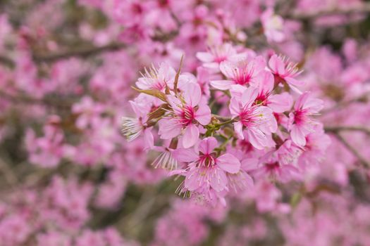 Beautiful Flower queen tiger Sakura , Cherry blossom Background at Phu Lom Lo , Loei and Phirsanulok, Thailand