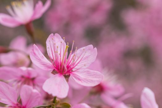 Beautiful Flower queen tiger Sakura , Cherry blossom Background at Phu Lom Lo , Loei and Phirsanulok, Thailand