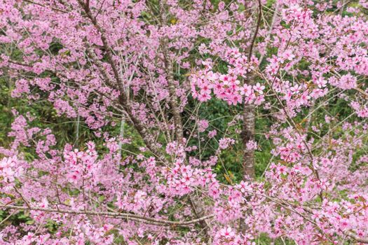 Beautiful Flower queen tiger Sakura , Cherry blossom Background at Phu Lom Lo , Loei and Phirsanulok, Thailand