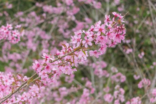 Beautiful Flower queen tiger Sakura , Cherry blossom Background at Phu Lom Lo , Loei and Phirsanulok, Thailand