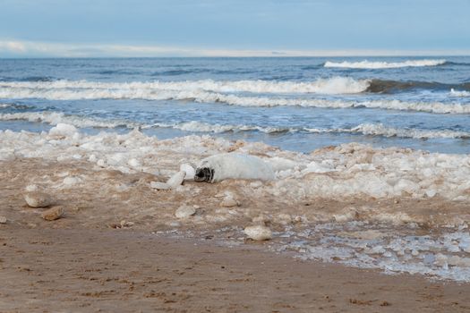 Seal ducks on the Baltic Sea coast, Ventspils, Latvia