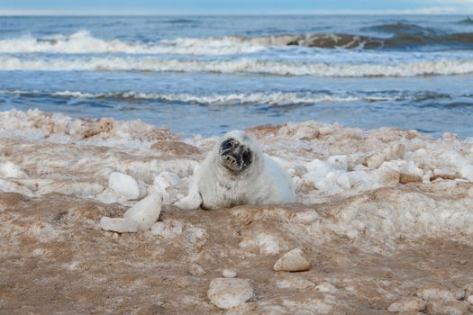 Seal ducks on the Baltic Sea coast, Ventspils, Latvia