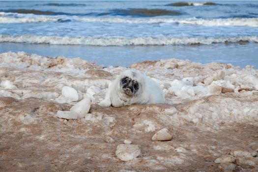 Seal ducks on the Baltic Sea coast, Ventspils, Latvia