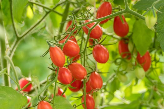 Fresh ripe tomatoes with green leaves growing on a branch in a garden