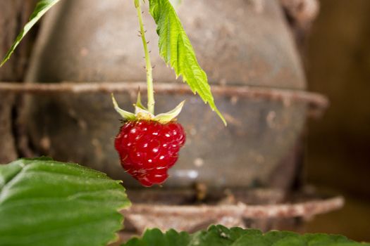 Raspberries on a branch on a rural background