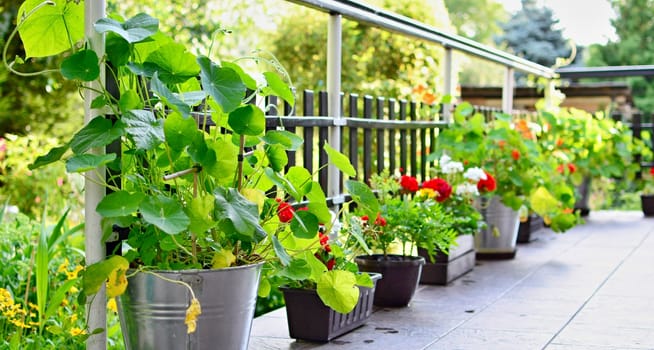 House terrace with green flowers and plants in pots.