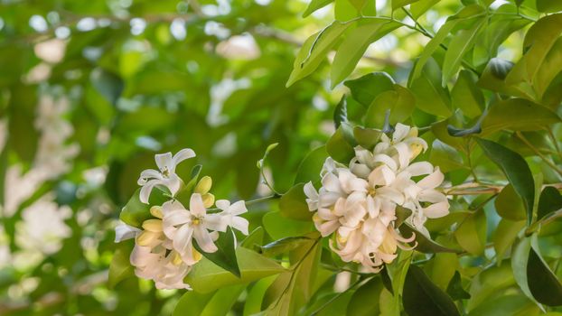 orange jasmin flowers white green leaves in garden