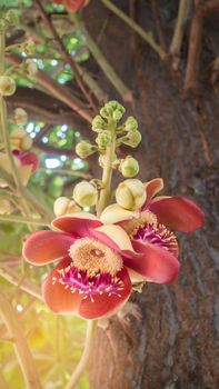 flower from the unusual cannonball tree (Couroupita guianensis)