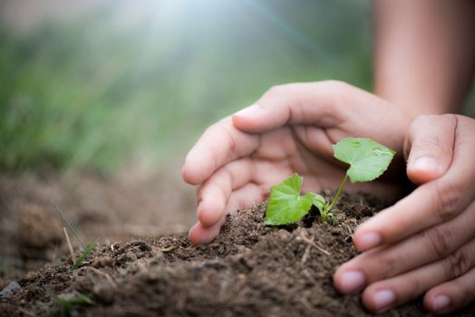 Top view of young tree with soil in background. Earth Day concept.