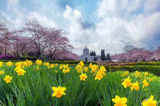 Oregon State Capitol in Salem Oregon with Cherry Blossom Trees and Daffodils Flowers blooming during Spring Season