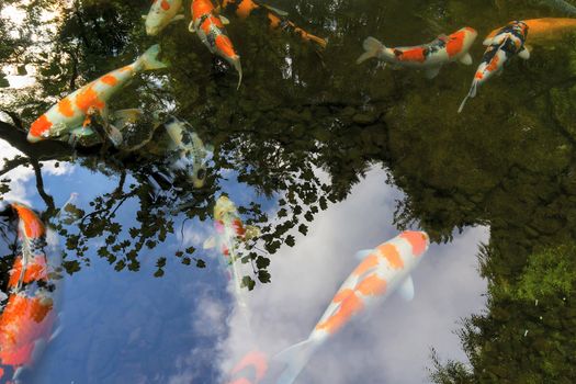 Koi Fish swimming in pond with water reflection of trees sky clouds at Japanese Garden