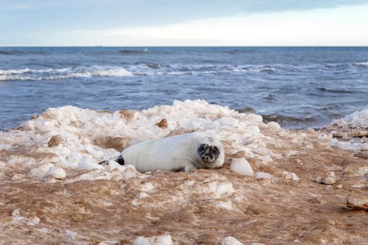 Seabed seal on the sea coast on ice hummocks