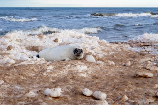Seabed seal on the sea coast on ice hummocks